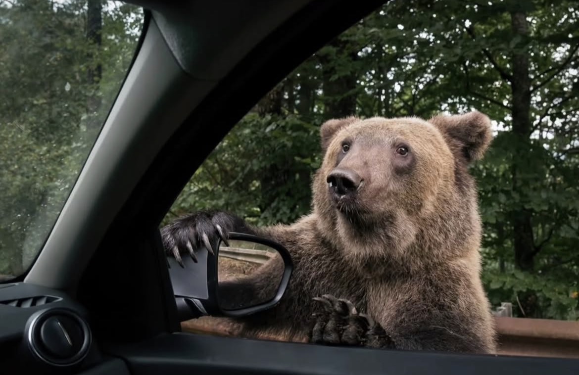 DailyBearPosts's tweet image. Could you give me a ride? I'm lost