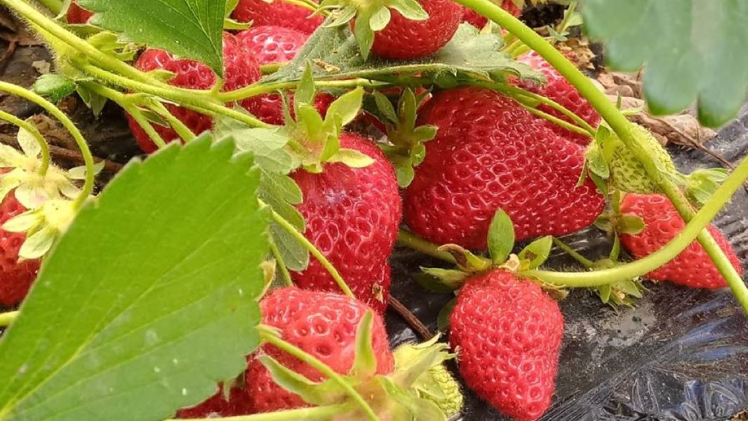 #FrutillasdelViento logró mención de honor al valor científico💯
🍓El trabajo del INTA Esquel y <a href="/www500rpm/">500rpm</a> reconocido en el <a href="/SenadoArgentina/">Senado Argentina</a> por su aporte al conocimiento y a la tarea en territorio chubutense 🌬️👉🏽bit.ly/4nT1Ws8

<a href="/intaargentina/">INTA</a> <a href="/produccioncht/">Ministerio de Producción Chubut</a>