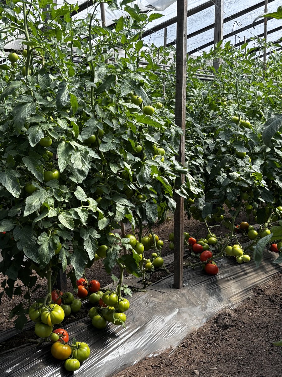 590 grados adentro del invernaculo. Hay que estar del tomate! 🥁