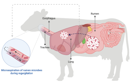 There has been an increase in cattle respiratory tract microbiome ...