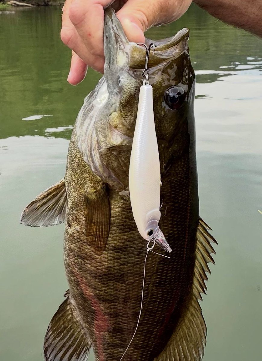 "Smallmouths love a jerk bait, especially a Pointer 100. It is a lure you can make a very long casts with when fishing clear water or in windy conditions.  French Pearl OB is a great shad imitator as well."-<a href="/bradbilleter/">Brad Billeter</a> #Pointer100 #FrenchPearlOB #LuckyCraft