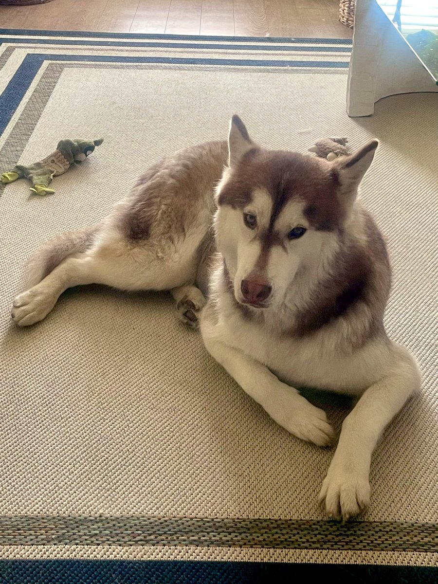 Claudia Oliveira tweet media