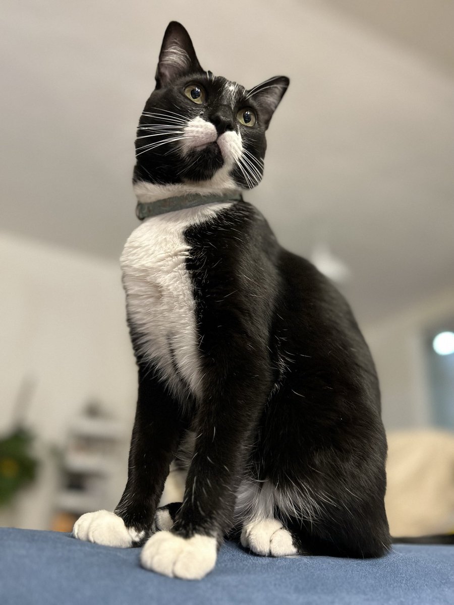Y sí, mi corazón ha amado demasiado a los tuxedos. 

Henry Marcini. 
El vago.