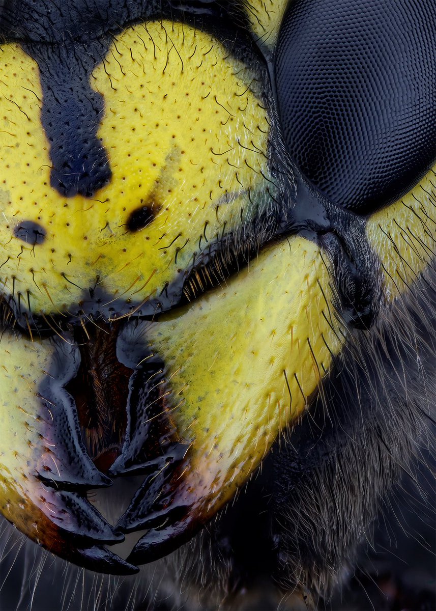 German jellowjacket, Vespula germanica.
Here you can see the sting of this european wasp in 20x magnification. I also added a portrait of this beautiful insect.