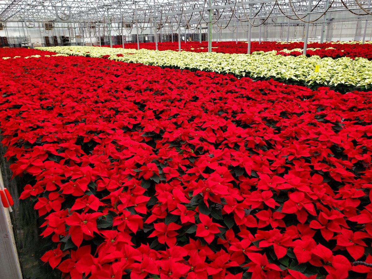Did you know today is National Poinsettia Day?! Established by US Congress in 2002, honoring Joel Poinsett, who brought the plant from Mexico to the U.S. in the 1820s. Celebrate by displaying a poinsettia or gifting one to a friend.💐
