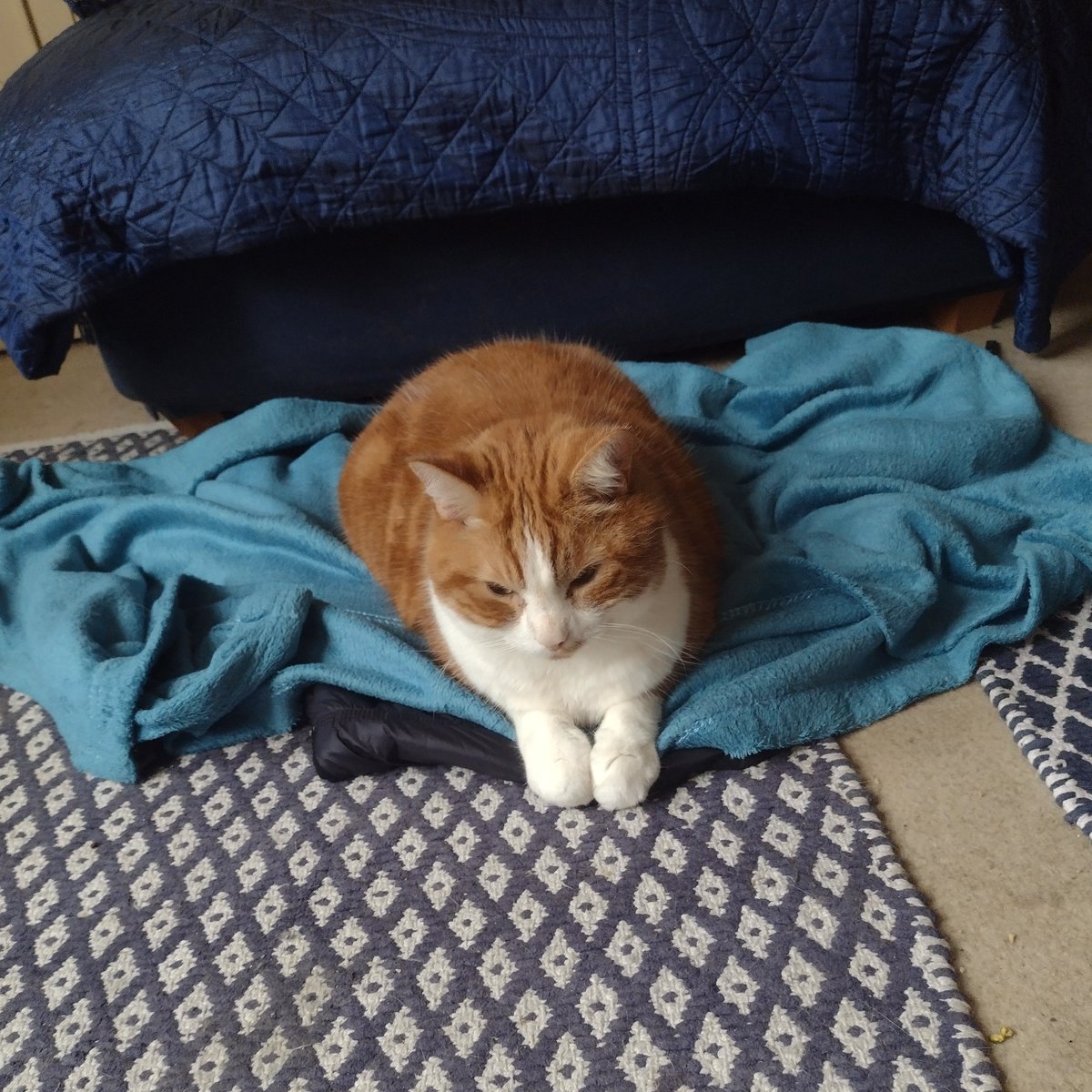 CorfuArts's tweet image. Dear @SusanCalman 
Please consider Tom - such a gent with the MOST pristine feet - for #CatOfTheDay