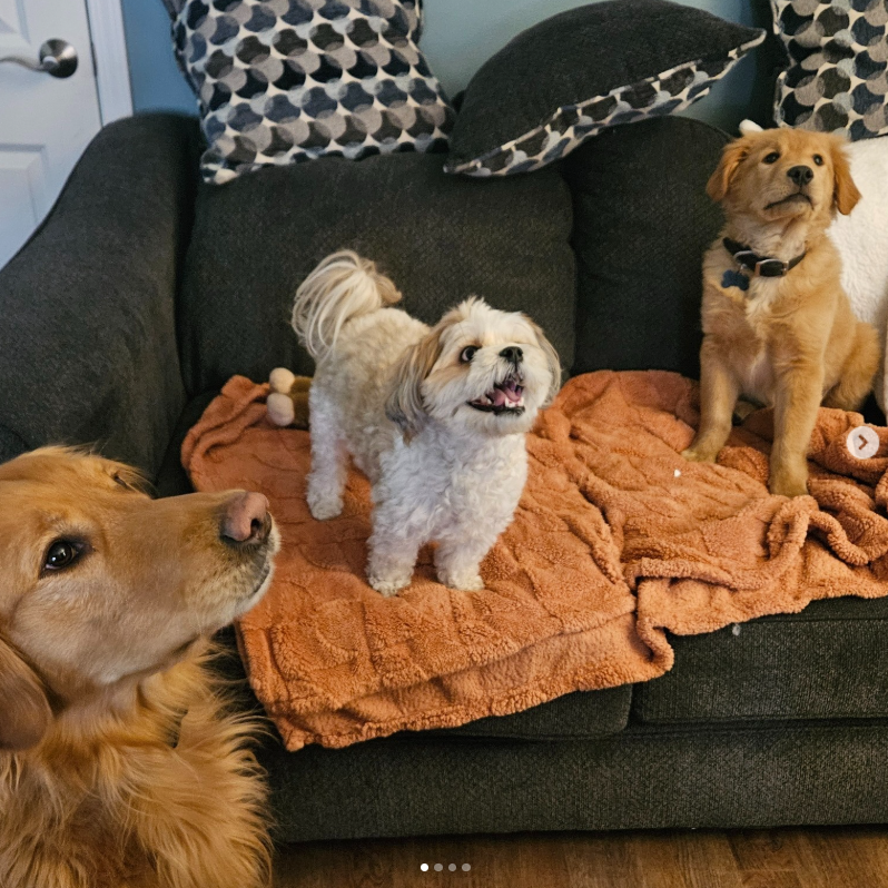 OrfieldDesign's tweet photo. 🐾 It’s Bring Your Dog to Work Day at Orfield Design, and we’ve got the *golden* dream team! ✨
Meet Bo (2 months), Zeeva (9 years), and Oakley (4 years) — our resident fluff squad keeping spirits high and tails wagging. 🐶💼🐾 https://t.co/zCdWstxAfp