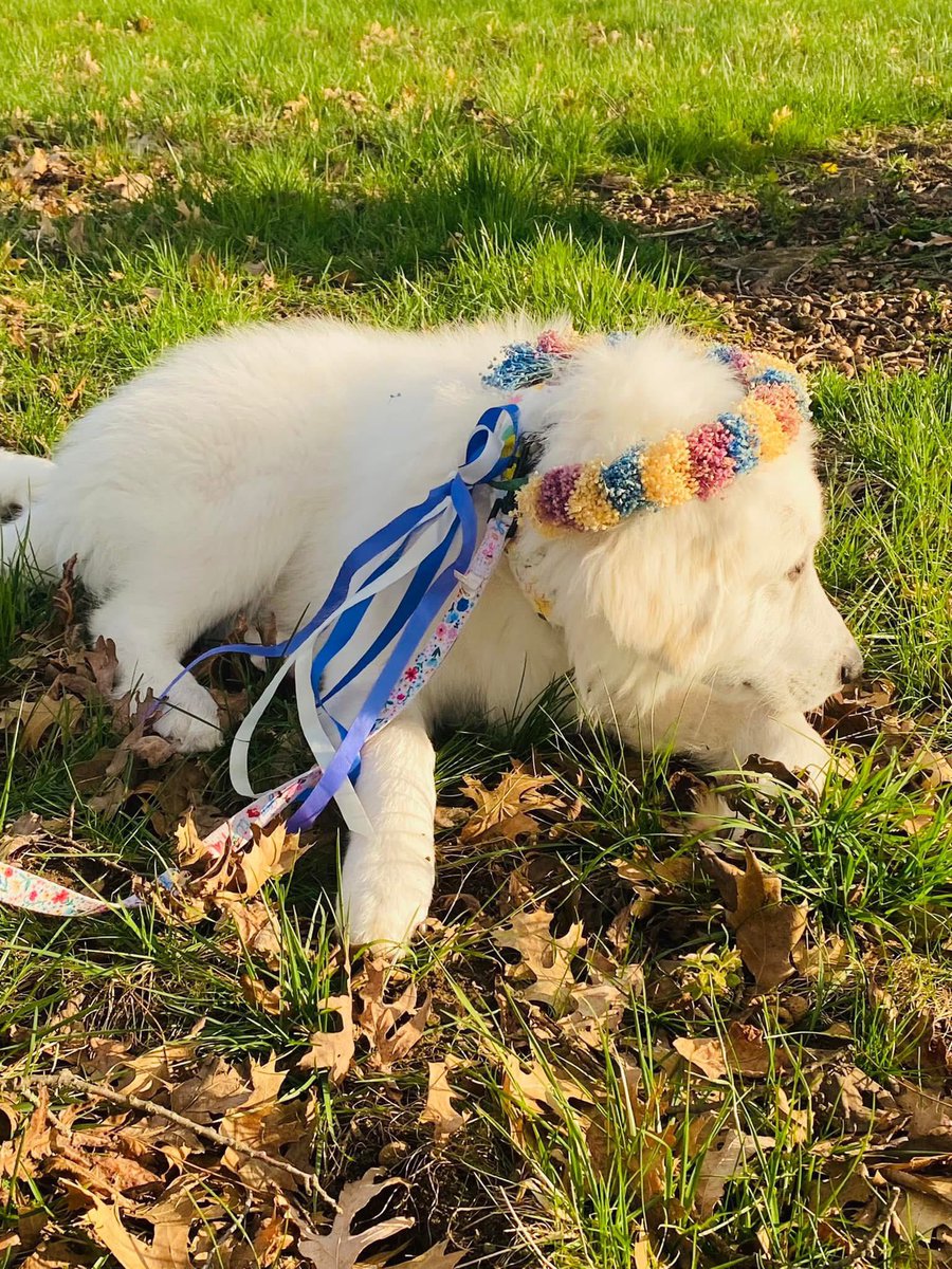 Anna The Pyrenees tweet media