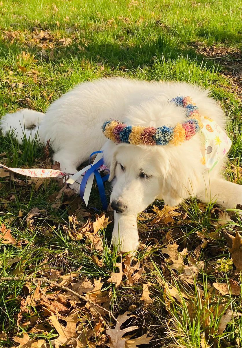 Anna The Pyrenees tweet media