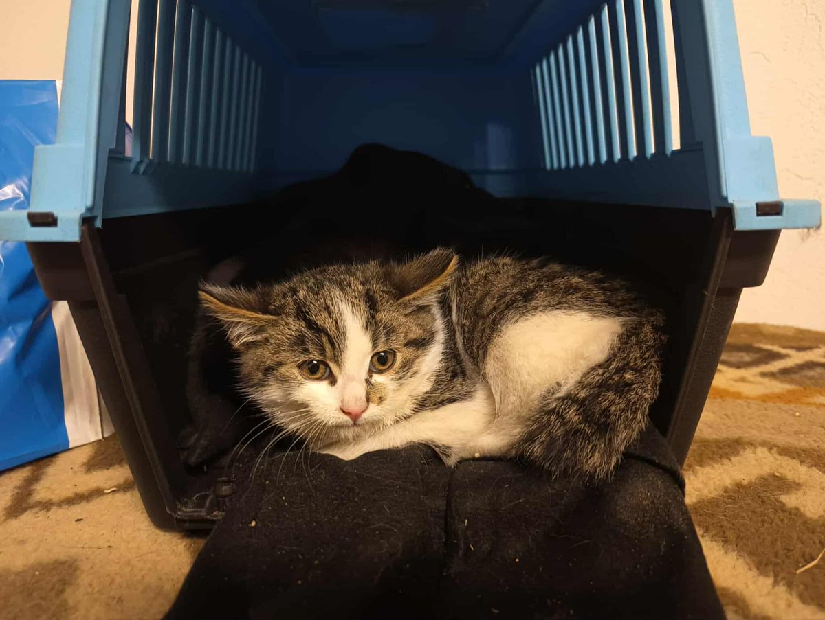 Muszę rozruszać profil po 2 dniówek nieobecność bo już prawie o mnie zapomnieliście.

Kocie sprawy zajmują czasami więcej czasu niż się wydaje. 

Pomóżcie zebrać środki dla 6 kociąt. Brakuje 1000 zł 🙏
Pomożecie?

ratujemyzwierzaki.pl/pomoc-dla-kole…