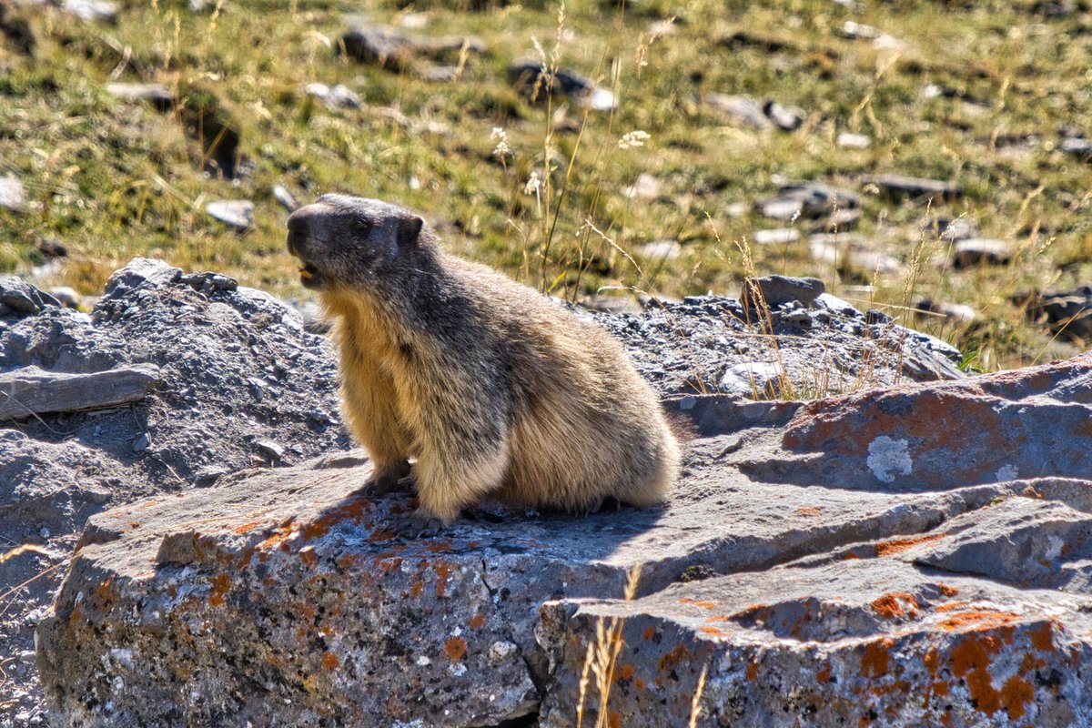 Franck Rando tweet media