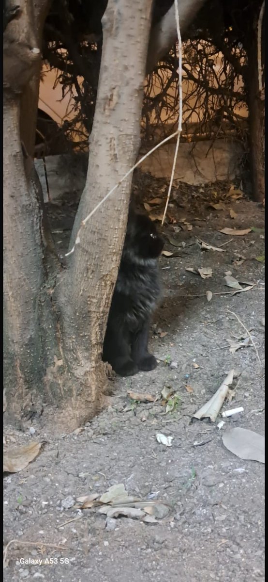 Bu bebeğe Ankara içinde yuva arıyoruz en fazla 3 aylık küçüm siyah çocuğunuz olmasın mı? 🥰🥰🥰
Lütfen yayılmasına destek olur musunuz 🙏🏻🙏🏻🙏🏻🙏🏻🙏🏻🫠 iletişim ben ve <a href="/umeydek/">Eylem</a>