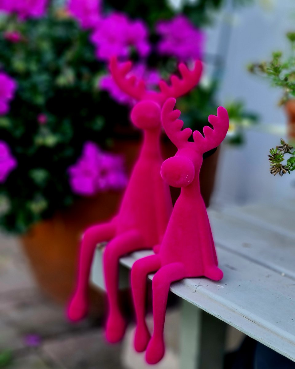 🎄💖 Jetzt wird’s festlich! In 2️⃣ Wochen ist 1. Advent – Zeit für Deko! 🦌✨ Der pinke Elch bringt Glamour &amp; Freude ins Zuhause! 💕 #Weihnachten #Deko #Advent #Elchliebe #PinkVibes #Winterzauber #HomeStyle #ScandiLook #XmasTime #DekoIdeen
fair-news.de/3806823/jetzt-…