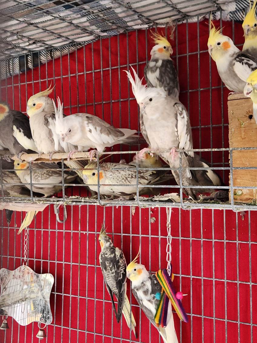 IVHS & SPCA tweet media