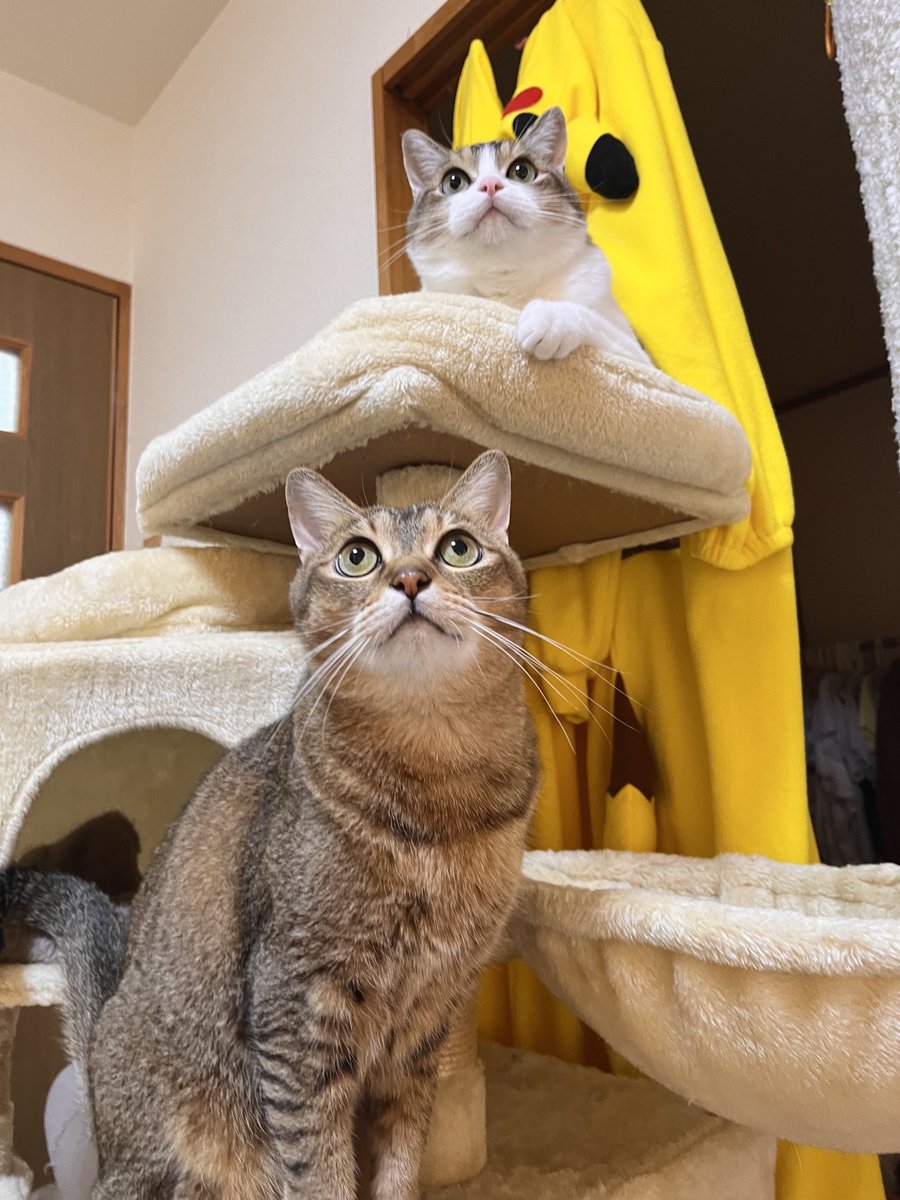 おはよう御座いますニャン😻💖💖
今朝はさむ〜い😿😿
11℃です。
風邪🤧インフルエンザ🤒コロナ😷など
今、流行してますので、
パパ👨も、気をつけてニャン🩷🩷