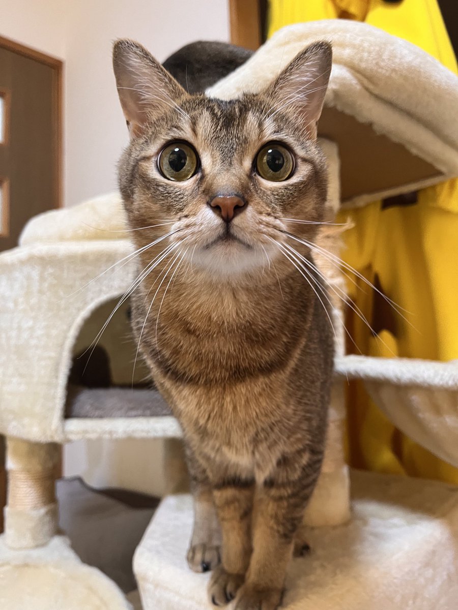 パパ👨
お仕事頑張って👍ニャン🚚🚚
行ってらっしゃい😻🐈
加湿空気清浄機
ありがとうニャン💖💖