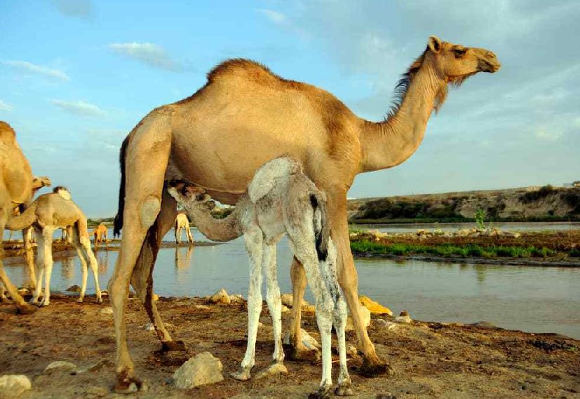 مدثر حسن الامين tweet media