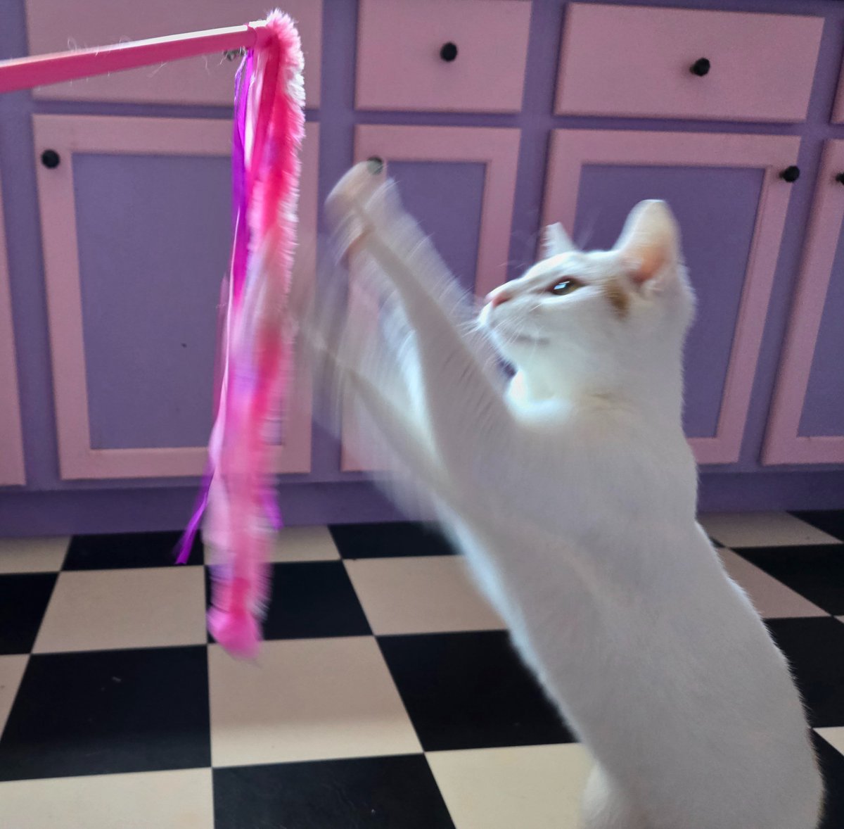 Vet checkup today~

They got a new toy as a reward