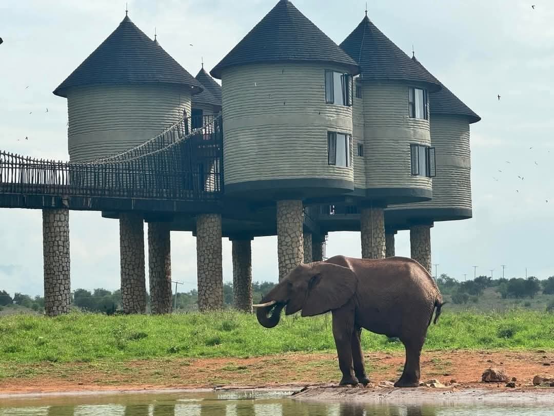 FilaoAdventures's tweet photo. See this beauty😍😍👌

Imagine spending your festive season here, sipping cocktail, dining, storing with your family and having a game drive of your choice

Salt Lick Safari Lodge  Festive Rates are now avaliable with LIPA POLE POLE ACCEPTED.

📲0757139239

Sidian Phoebe Okowa https://t.co/CIXqQpOmyK