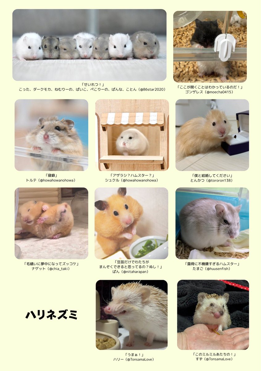 ＼急募‼️可愛いうちの子／

Minimaマガジン第4号でも行う「うちの子珍百景」企画ですが、編集が間に合っておらず、足りていないことにいま気づきました！

投稿こちらから→forms.gle/jJwHkEqz5mxpH1…

可愛くてクスッとする瞬間の写真が欲しいです！
協力いただけたら大変嬉しいです🙇🙇