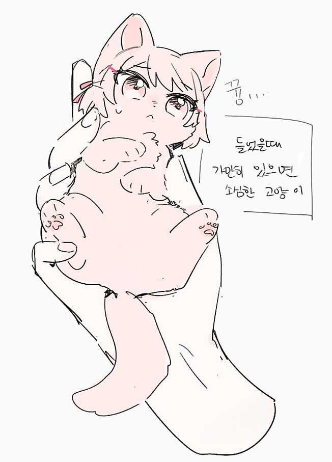 캣두부(may) (@q45621) on Twitter photo 