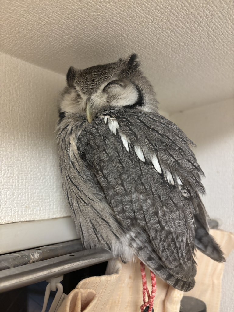 こねぎともえぎ (@konegi_owl) / Posts / X