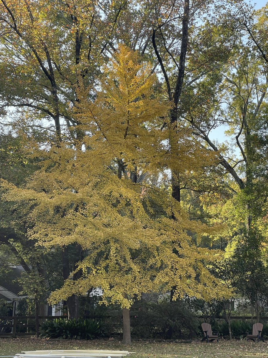 We do get some fall here in Mississippi.