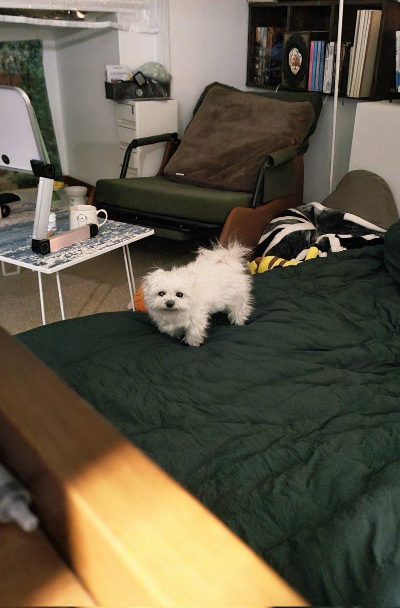 이불 한참 비비고 정전기 강아지 된 애