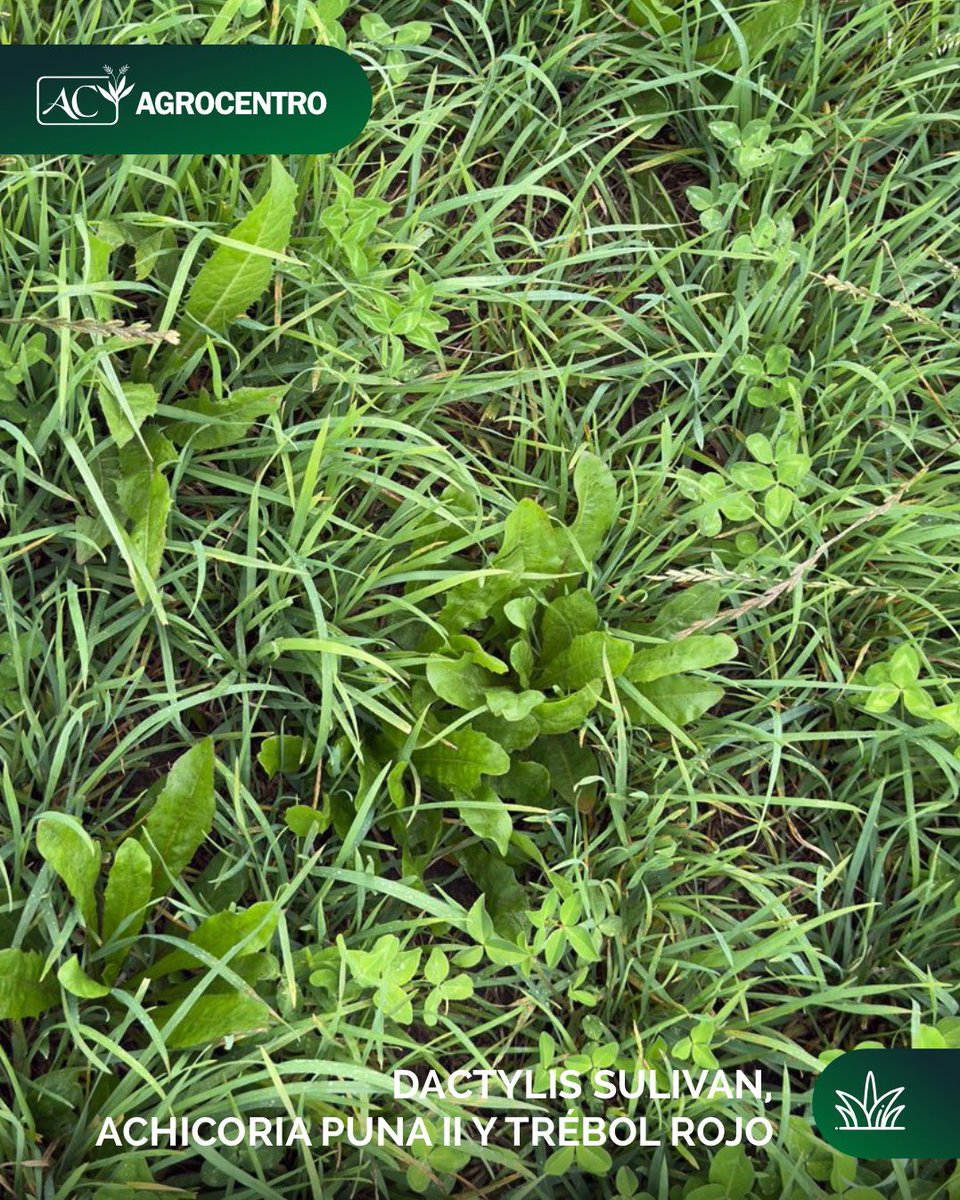 Agrocentro Uruguay tweet media