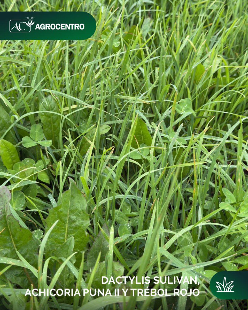 Agrocentro Uruguay tweet media