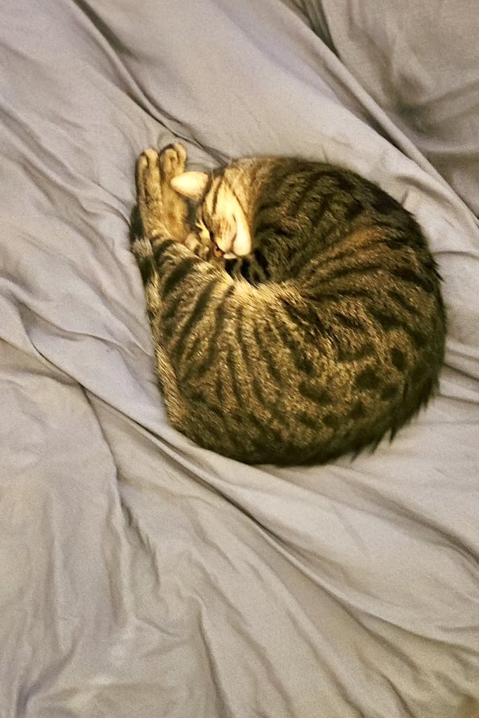 sarithecht's tweet image. חתול בעיגול

#להחמיד_את_הפיד