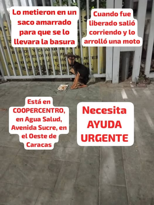 A64029345's tweet image. ATENCIÓN AVENIDA SUCRE EN EL OESTE DE CARACAS Y SUS ALREDEDORES
Reportan a este cachorro que fué encontrado por las personas que trabajan con el aseo urbano DENTRO DE UN SACO AMARRADO, lo liberaron, pero asustado salió corriendo y lo ARROLLÓ una moto.