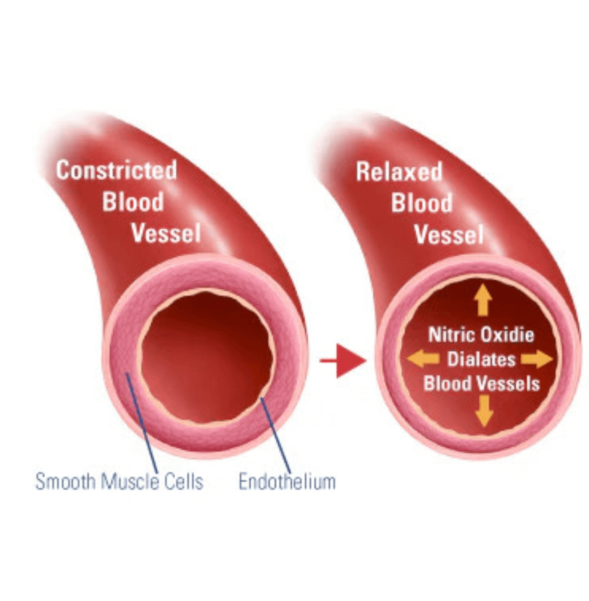 Nitric oxide can extend your lifespan.

This molecule cures Alzheimer’s, controls erections, and slows aging.

But you start losing it at 30, and by 70, your NO is down 75%...

And it won’t regenerate naturally anymore.

Here’s the science behind it and how to restore it:

(NO)