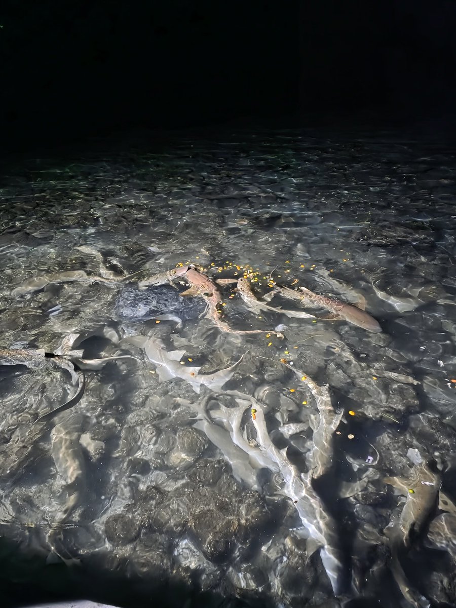 m_ass_u's tweet image. Local tourism flourishing @omadhoo