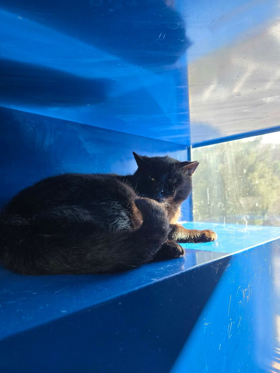 HSCCMaryland's tweet image. 💔 Dopey Needs a Hero 💔
Senior, neutered boy. Sweet but shutting down at the shelter. Previously lived with cats &amp;amp; needs a quiet foster home to heal. 🏡💛
📧 hsccfosterteam@gmail.com

#HSCC #FosterNeeded #SeniorCat #BeAHero