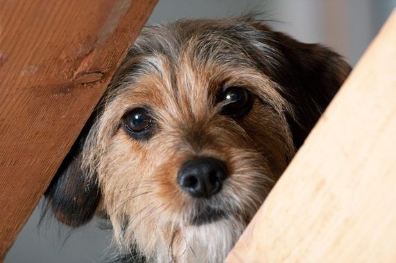 LarryDevine's tweet photo. Pets in Rental Housing: A Growing Opportunity for Property Operators
https://t.co/x4Tlvfo610
#Pets
#PropertyOperators https://t.co/QyCPK35q3O