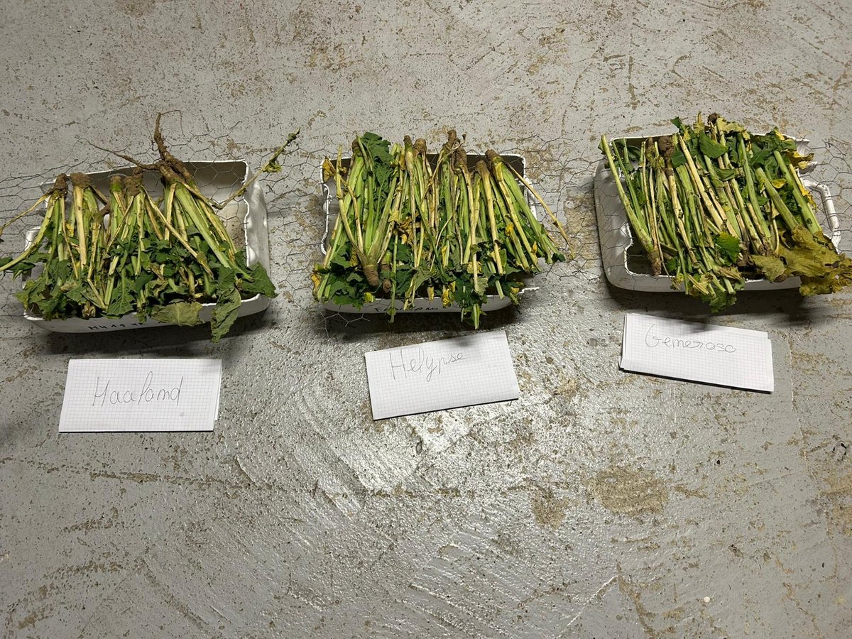 Groupe_ISSIPA's tweet image. 💡 Evaluer l&apos;infestation des larves d’altises avec le test Berlèse
Début des premiers tests dans l’Aisne : pour l’instant, surtout des mouches du chou et 1 larve d’altise/pied observées. La lutte en novembre/décembre reste la plus efficace pour limiter les dégâts.
#Agriculture