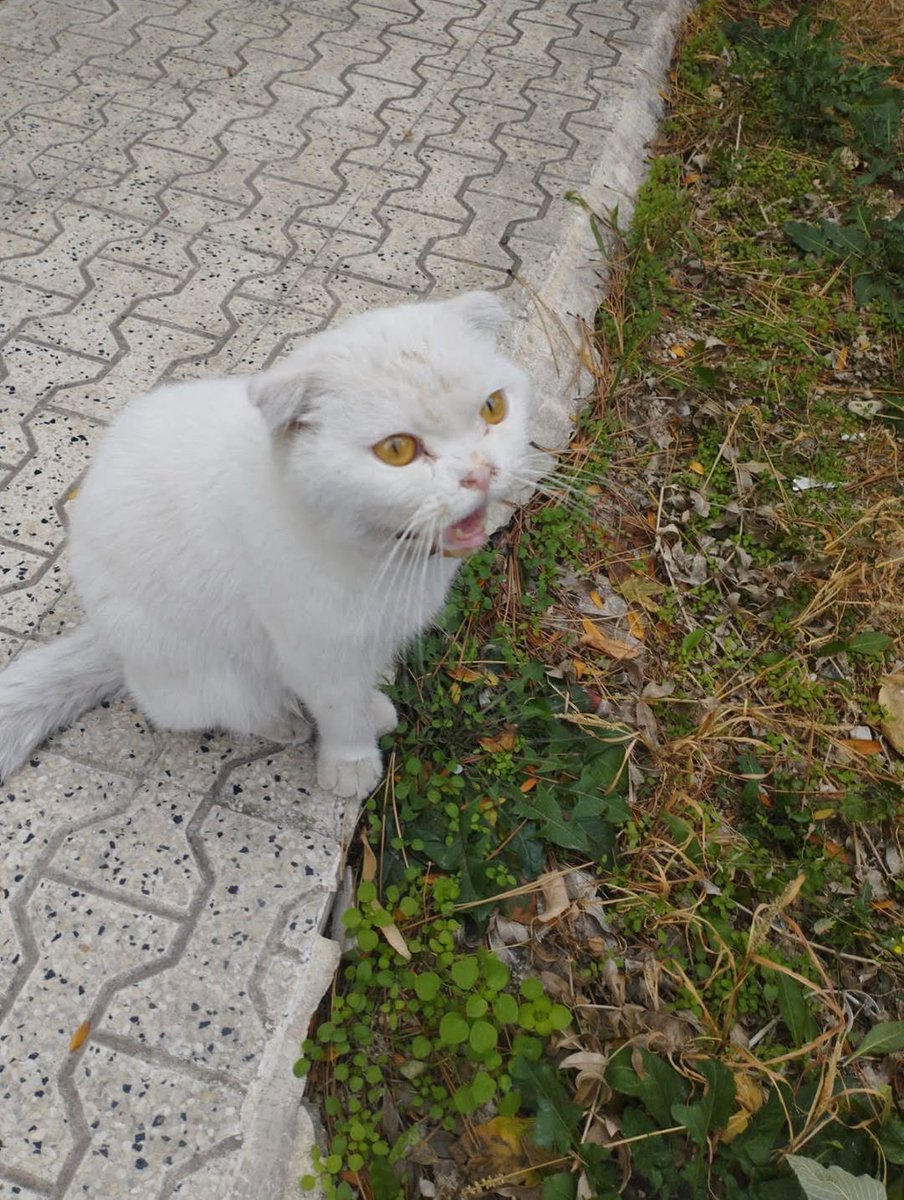 Konya Gıda Kontrol Müdürlüğü bahcesinde birkaç gündür görülen british cinsi bu çocuğun varsa sahibini arıyoruz.(Karacihan camii karşısı ) Havzan korumaya alındı 

İnstagram <a href="/haydosevkonya/">HayDoSev</a>