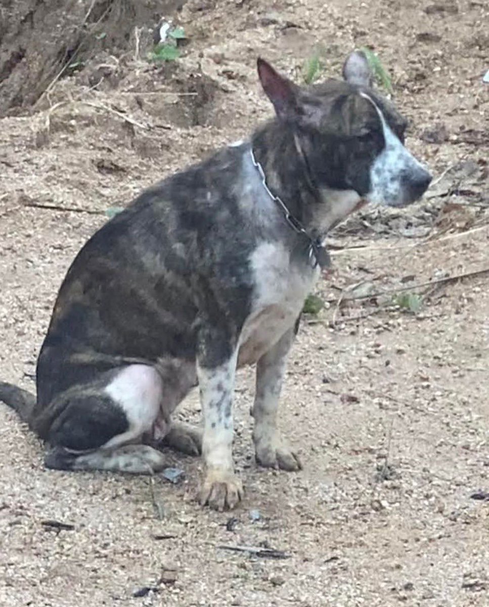 How I found her all those years ago chained and broken and dumped with her puppies and abused.