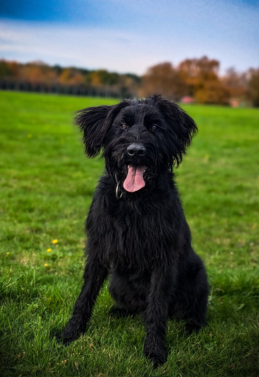 Lordstones Kennel tweet media