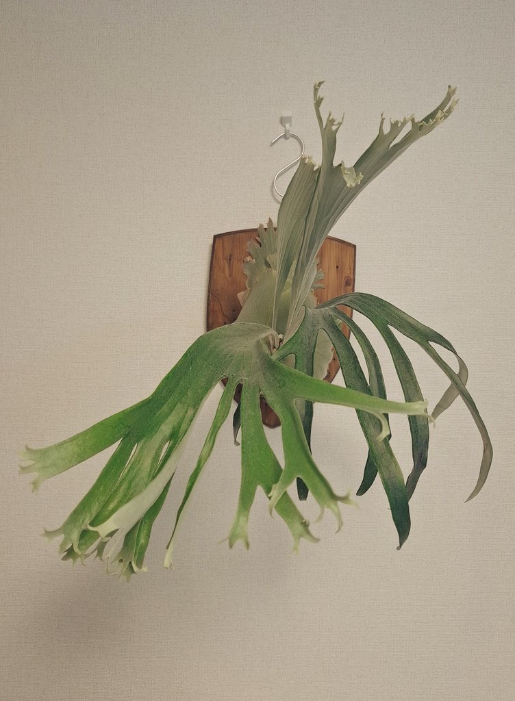 観察日記757
P.Rydeen

来年