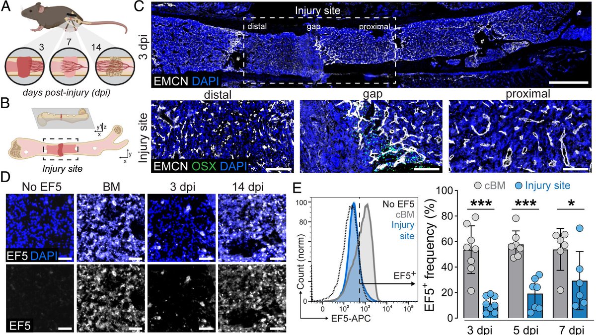 Joel Boerckel tweet media