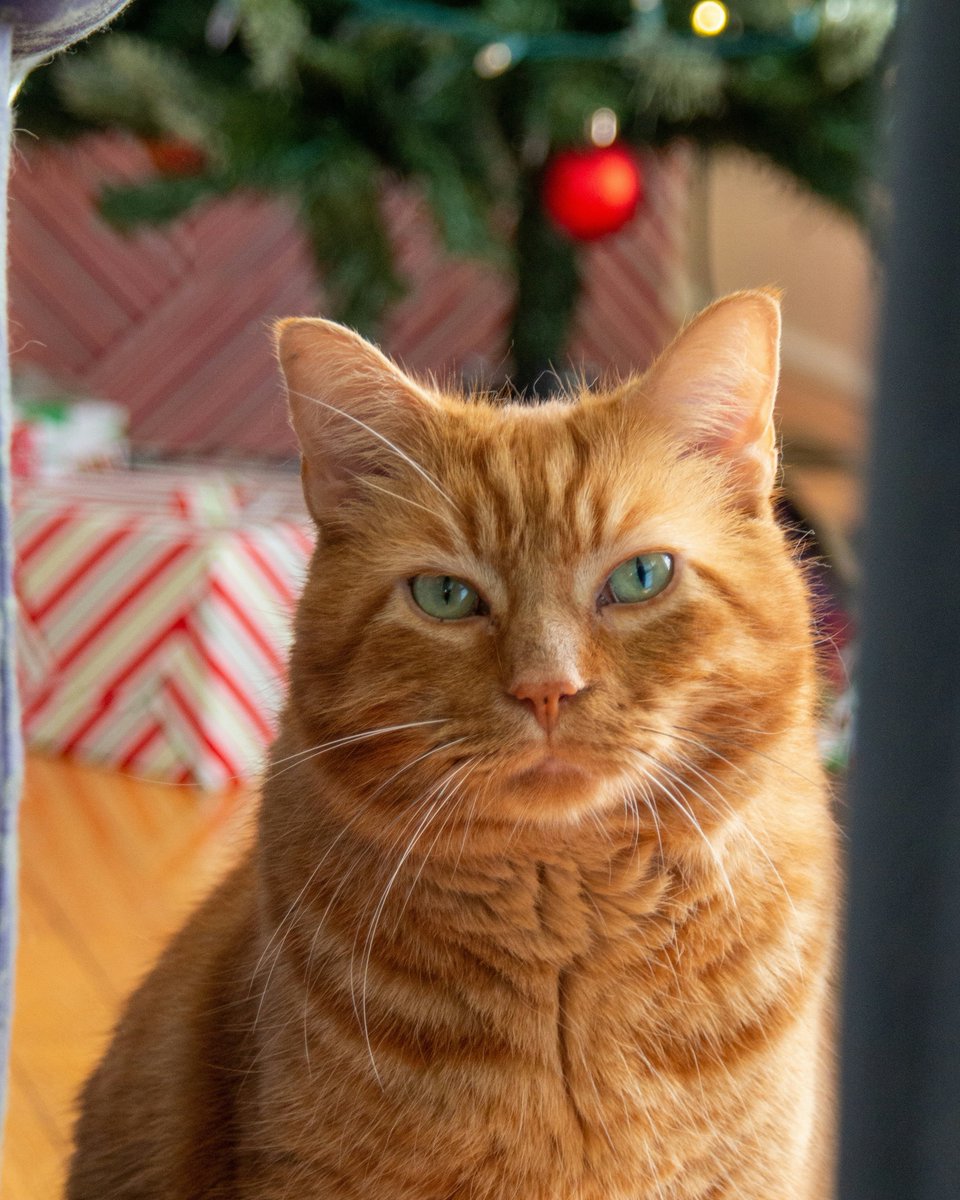 CatsProtection's tweet image. Can you hear the sleigh bells? Yes, it&apos;s only six weeks till Christmas! 🔔 
Looking for the perfect gift for a fellow cat-lover, or maybe a gift for your cat? Shop for gifts that give back to cats in need this winter: spr.ly/ChristmasCatGi…