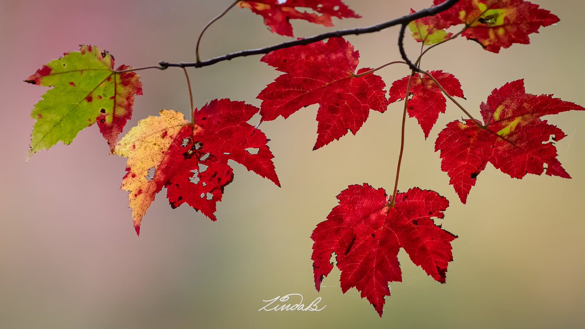 LSBofEBB's tweet image. Red Maple
If a Red Maple Tree is growing in the swamp does that make it a Swamp Maple? 🤔 Side note: that red really was that intense. 
linda-bonaccorsi.pixels.com

#mapletree #swamp #fallleaves #red #depthoffield #artofnature #shopsmall #getoutdoors #simplicity #BeautyInEveryBit