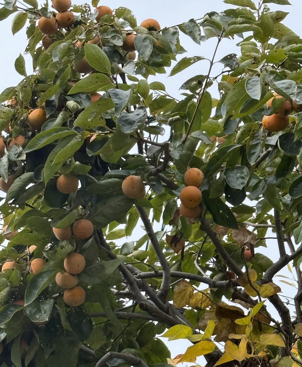 4f48kpMjSS8hjPt's tweet image. 25/11/13  はやしべさとし叙情歌を道づれに〜立冬過ぎ〜お祖父様の家をリフォームする時気になったのが庭の柿の木そのお祖父様が歌われていたという『旅愁』listnerさんrequest〜あなたとさとしの叙情歌…子どもの頃のお母様との思い出から『秋桜』〜『母さんの歌』〜綺麗に優しく穏やかな歌声でした🥰