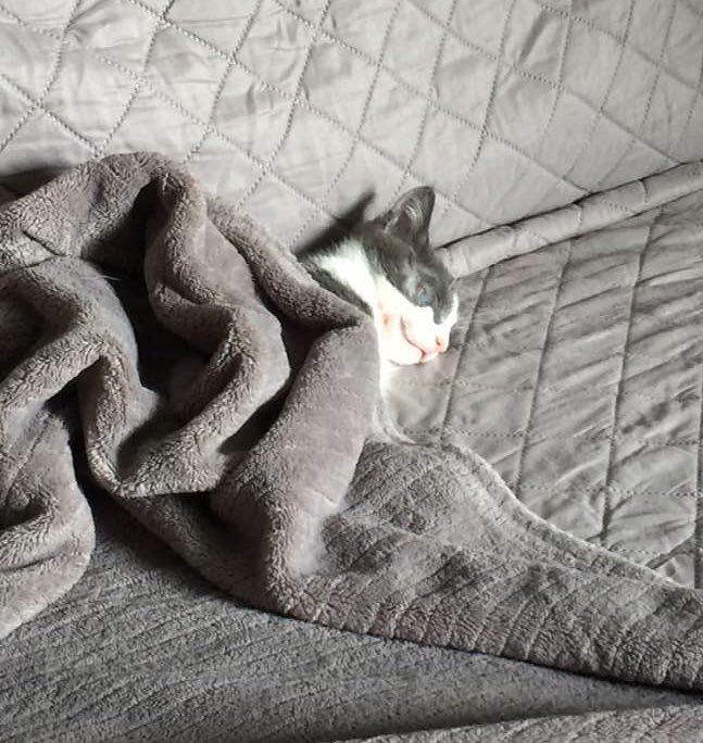 PoopSandwich420's tweet photo. Nap time for #BabyBasil #Cat #kitten https://t.co/umyNDG7dFH