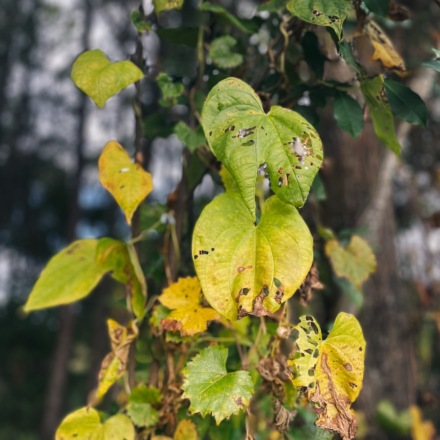 FDACS-Plant Industry tweet media