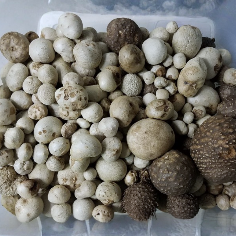 FDACS-Plant Industry tweet media