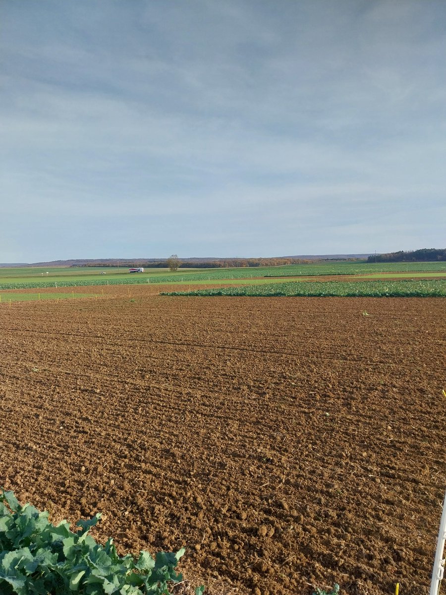 Dernier #semis2025, #poishiver et #feveroleshiver pour cet essais effet précédent des légumineuses à graines.  Les conditions sont plutôt bonnes 🤞 #ceuxquifontlesessais #FrAgTw <a href="/COLINDa56726892/">COLIN David Terres Inovia</a>