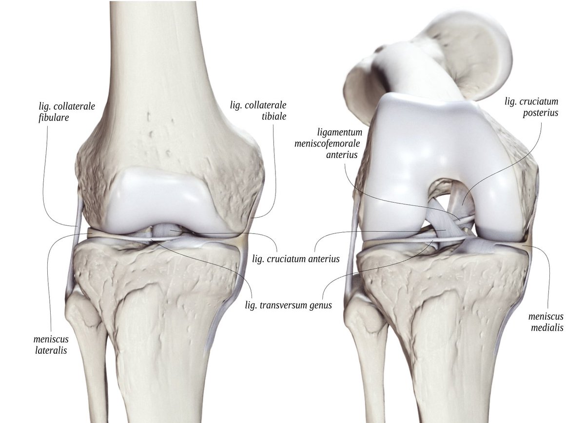 Anatomy Standard tweet media
